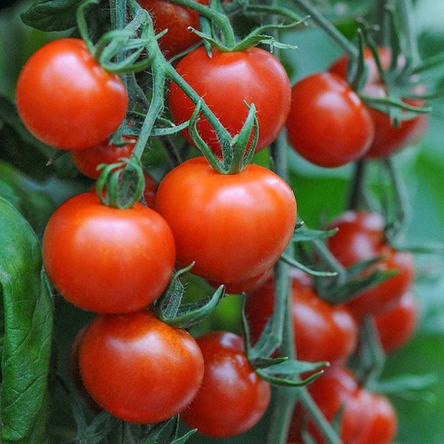 FRESH-TOMATOES-IN-VIETNAM-WITH-HOT-PRICE